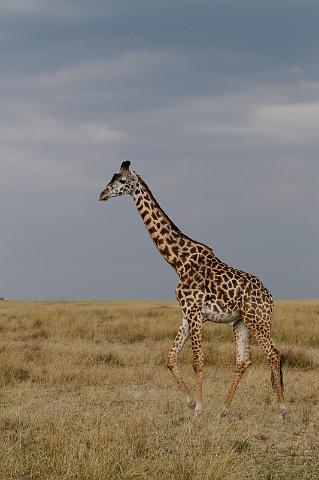 035 Kenia, Masai Mara, giraffe.jpg